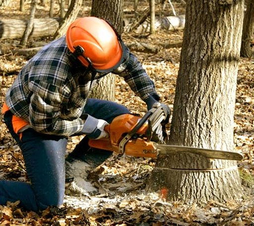 Tree Removal in Tishomingo, OK